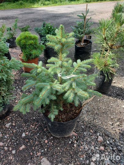 Ель pungens Glauca