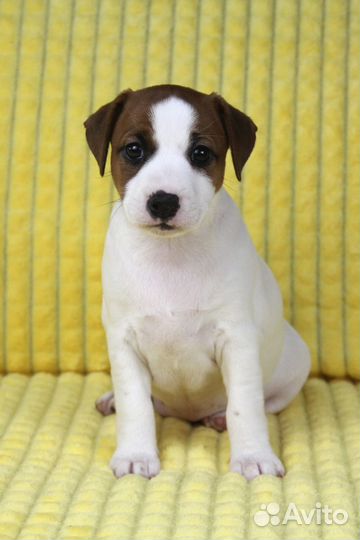 Щенки джек Рассел терьер гладкошерстный