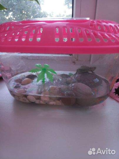 Черепаха с аквариумом