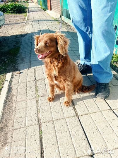 Мини кокер спаниель