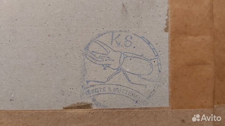 Бабочка в раме. Atlas Moth. новое