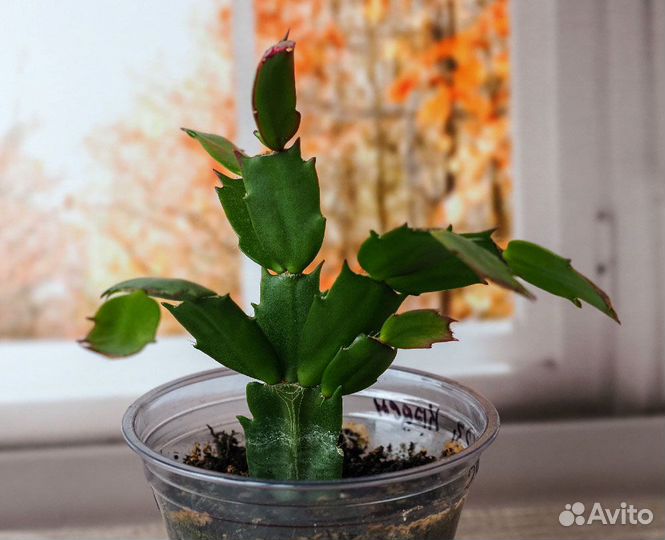 Зигокактус Шлюмбергера (Декабрист)