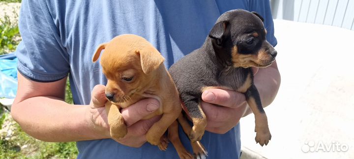 Той-терьер щенки