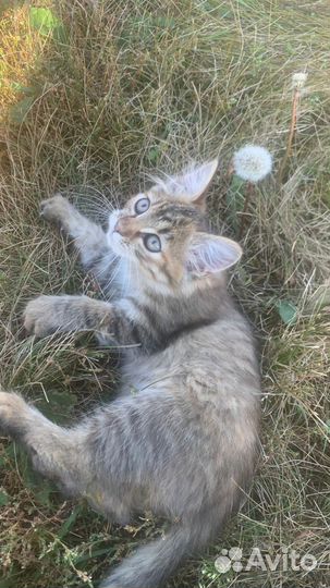 Котики бесплатно
