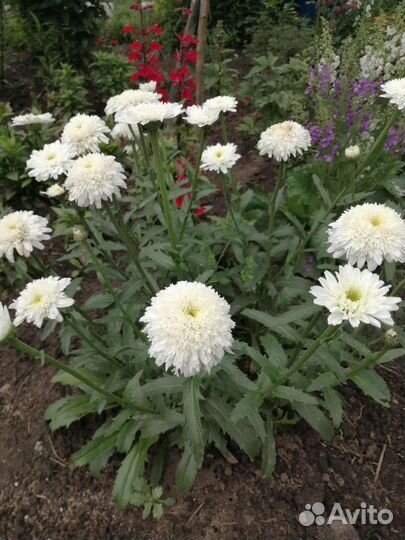 Гейхера, ромашка махровая