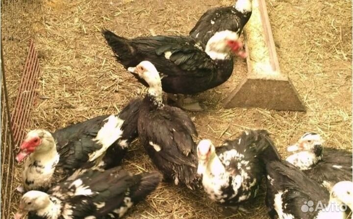 Индоутка мускусная утка