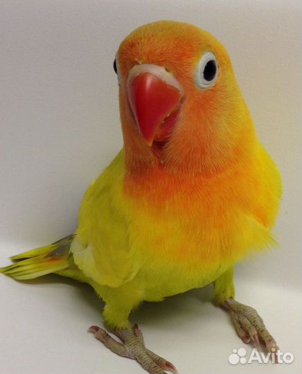 Попугайчики Фишера, птенцы