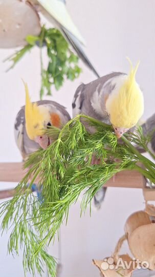 Попугай корелла птенец