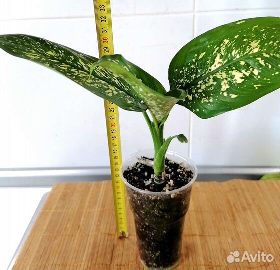 Диффенбахия