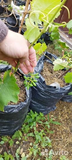 Саженцы винограда