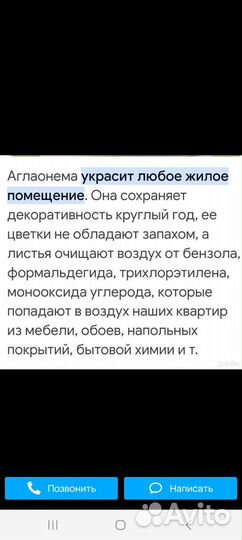 Цветок комнатный Аглаонема Мария ростки