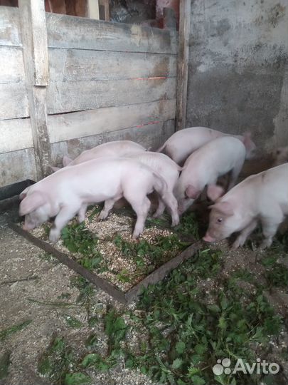 Продам поросят.Третьяковский р-н