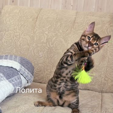 Тойгер котёнок