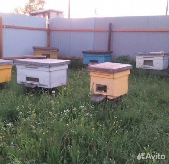 Пчелопакеты