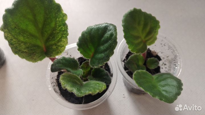 Сортовые фиалки