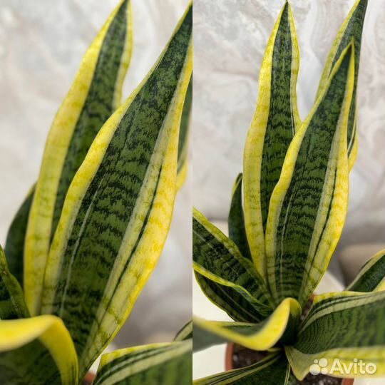 Сансевиерия Футура суперба сортовая