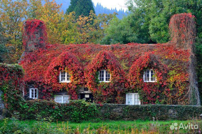 Девичий виноград - лиана