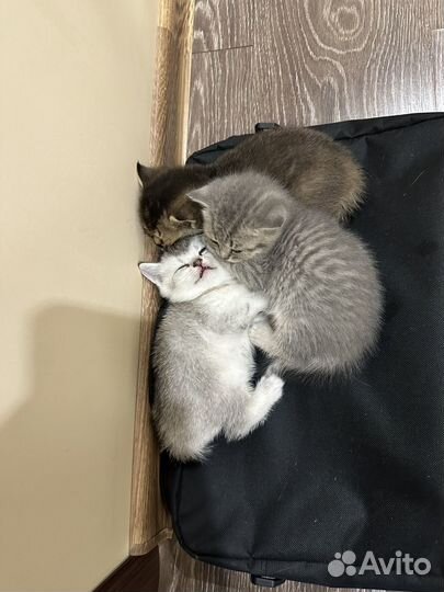 Шотландские котята