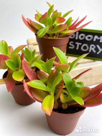 Церопегия вуди вар,крассула костер,каланхоэ,фикус