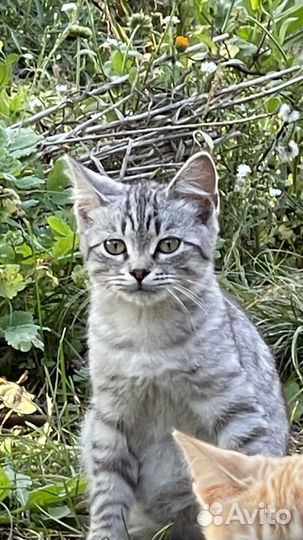 Котенок мальчик бесплатно