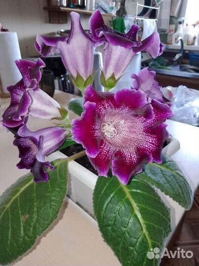 Стрептокарпусы и глоксинии