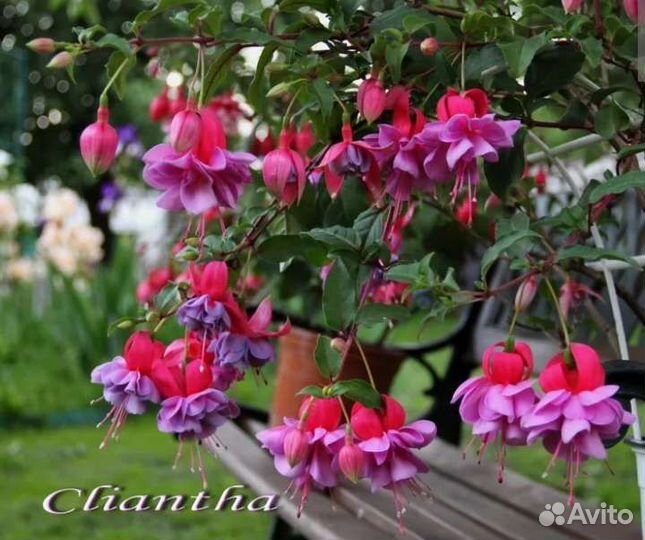 Фуксия сортовая, ахименес, циссус