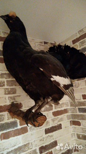 Чучела птиц