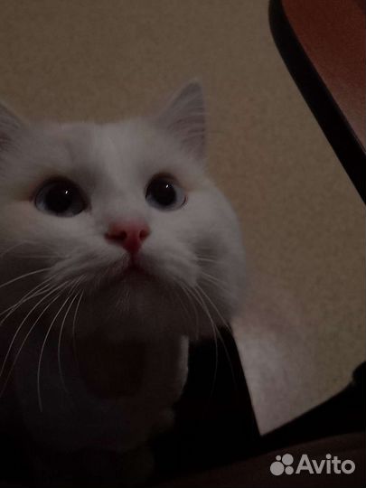 Турецкая ангора