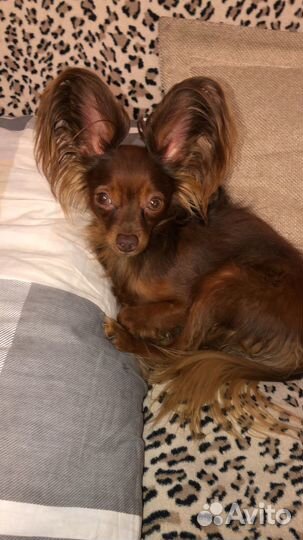 Той-терьер мини