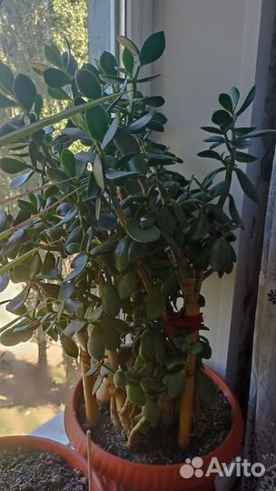 Денежное дерево/Толстянка/Крассула 15 лет