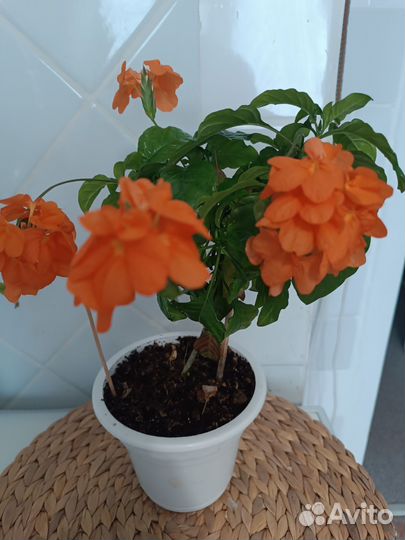 Комнатные цветы