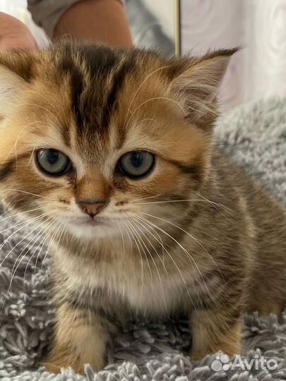 Шотландские котята
