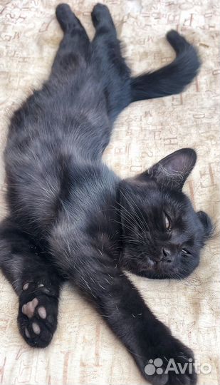 Котик