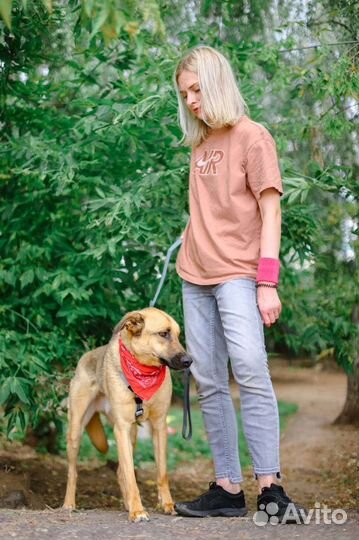 Станет лучшим другом вашей семье