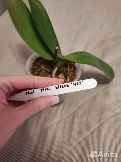 Орхидея фаленопсис Miki Witch 467