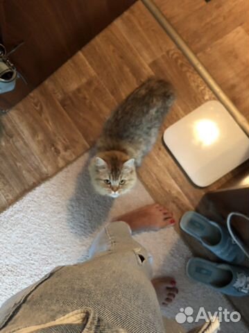 Передержка животных