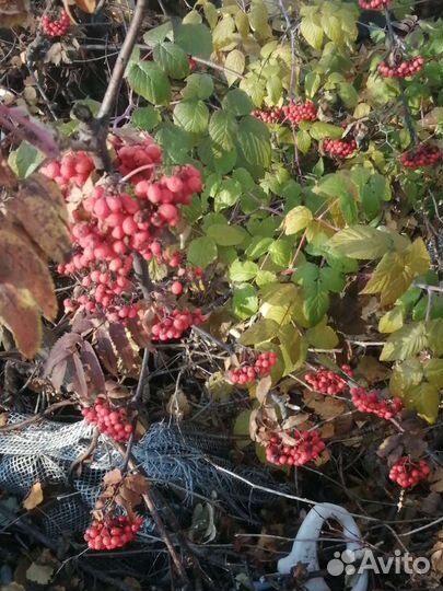 Рябина Сладкая Невежинская, саженцы