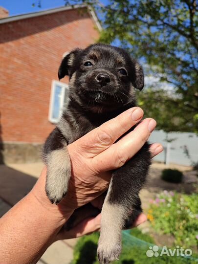 Отдам бесплатно щенки