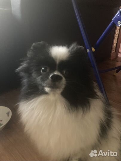 Щенок мини шпиц