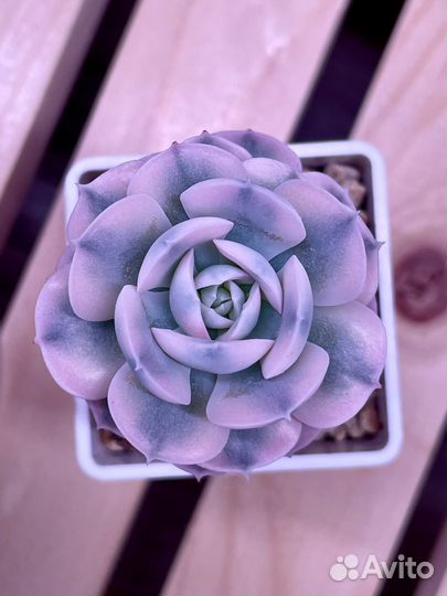 Суккулент Эхеверия Akaihosi variegata