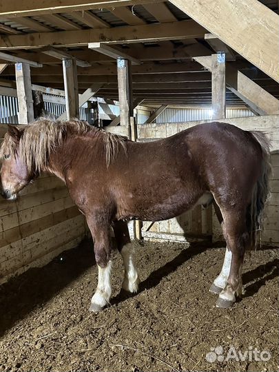 Жеребец тяжеловоз