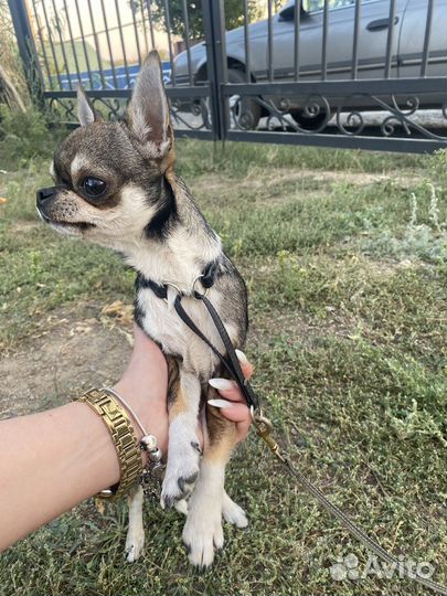 Продам мальчика мини