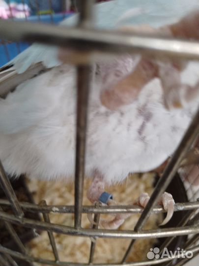 Ожереловый попугай (самка)