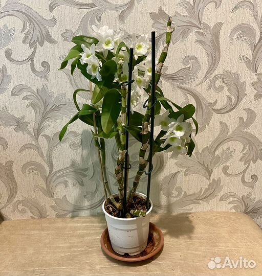 Дендробиум Аполлон