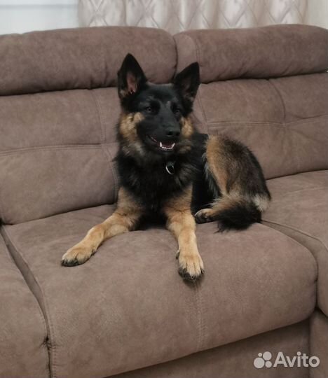 Мини овчарка