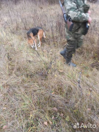 Охотничьи собаки