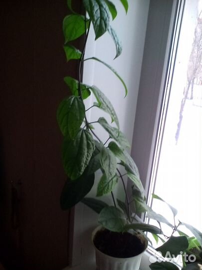 Продам цветок Клеродендрон