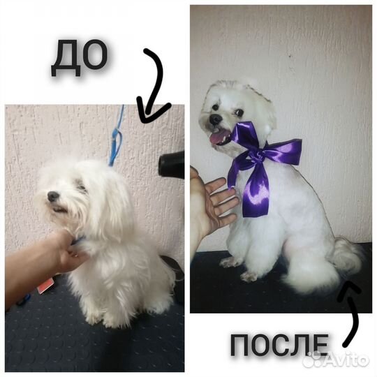 Стрижка собак и кошек. Груминг