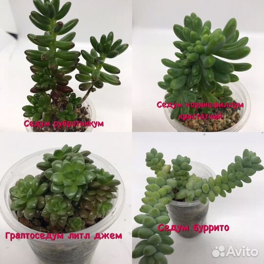 Суккуленты седумы