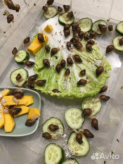 Улитки ахатины ретикулята